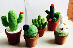 仙人球怎么养 仙人球的养殖方法 仙人球的