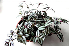 吊竹梅常见哪些种类？