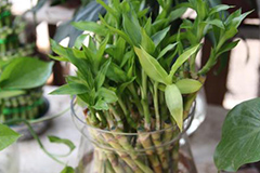 富贵竹开运竹好养吗？