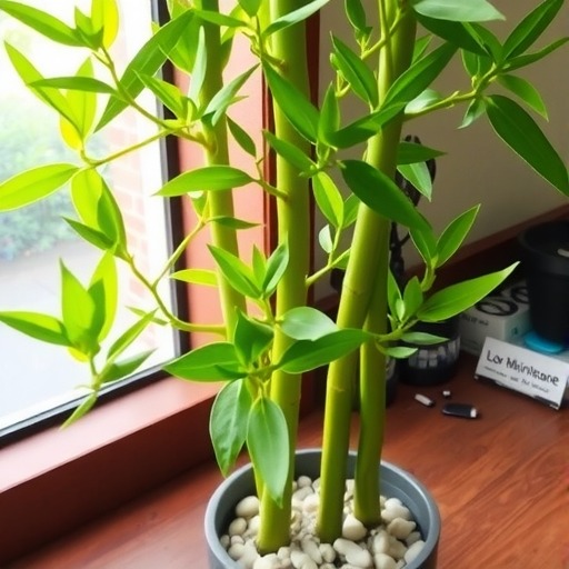 富贵竹开运竹好养吗？(图1)