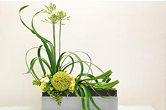 春季花卉生病您知否？