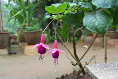 如何防治倒挂金钟烂根病