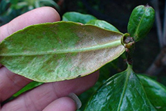 蚜虫、介壳虫等春季花卉常见病虫害方法