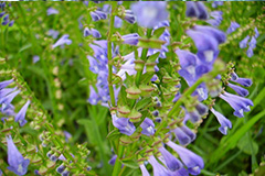 半枝莲养殖方法以及半枝莲的功效与作用