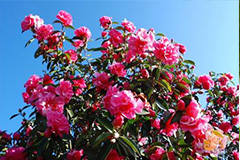 冬季养护山茶花要点 山茶花的养殖方法