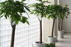 发财树的养殖方法