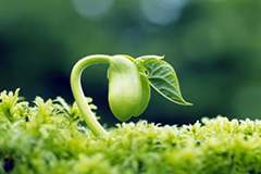 常见植物生长调节剂应用及注意（一）