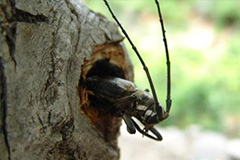 云斑天牛的发生规律及防治方法