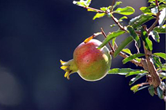 挂果类花卉冬季如何家庭养护？