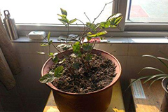 盆花过冬六个注意事项