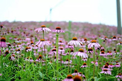 宿根花卉栽培养护流程