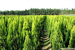 深秋也能繁殖金冠柏