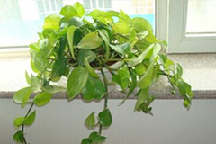 绿萝的养殖技巧