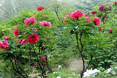 秋季牡丹分株栽培技术