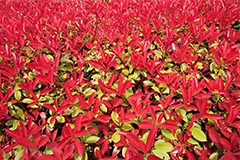 红叶石楠的栽培与繁殖