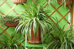 吊兰的无土栽培