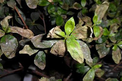 杜鹃花叶子干黄的原因