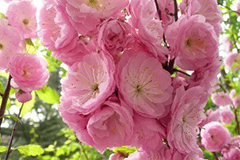 秋季花木如何进行芽接及管理