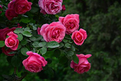 月季秋季扦插及管理技术