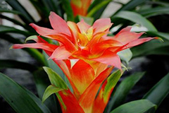 如何养护丽穗凤梨