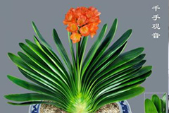 君子兰常见几种异常现象分析