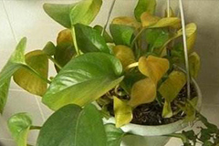 绿萝大面积变黄怎么办