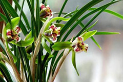 九月养兰技术要点