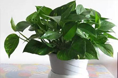 绿萝的养殖方法 可吸收甲醛改善空气质量