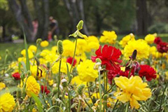 怎样防止高温对花卉的危害