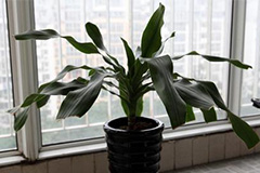 家庭莳养巴西木病虫害防治