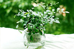 水培花卉换水洗根方法