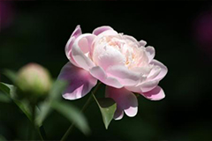 芍药日常栽培管理还需把好三关