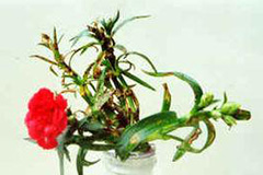 如何防治康乃馨叶斑病