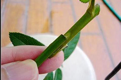 如何提高花木嫁接成活率