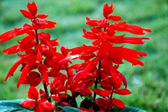 如何防治一串红常见病虫害