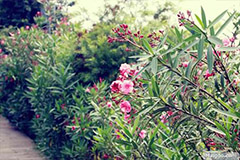 高温催“夏花”提前开