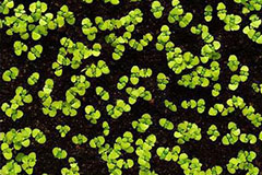 如何给花卉种子催芽