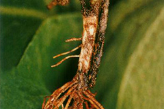 花卉苗木的茎腐病及防治