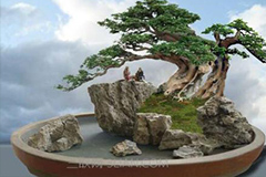 盆栽花卉修剪技术要点即花卉怎样修剪和整形