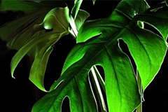 龟背竹的繁殖方法与龟背竹怎么养