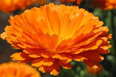 天气炎热的八月教你如何管理花卉种植事项