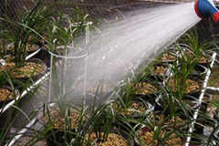 如何给兰花浇水