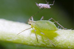 超给力！常见花木的三大害虫及其防治方法和