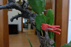 提高花木嫁接成活率要诀