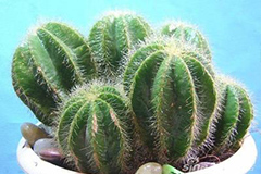 培植无根仙人球有讲究