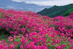 杜鹃花枯死的原因及其对策