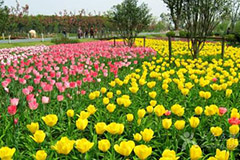夏季景观花卉种养经验