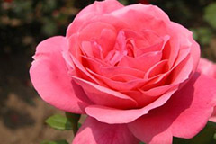 蔷薇的习性及栽培管理方法