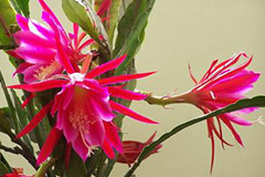 如何才能养护好令箭荷花