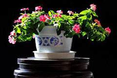 盆花不同时期怎么浇水